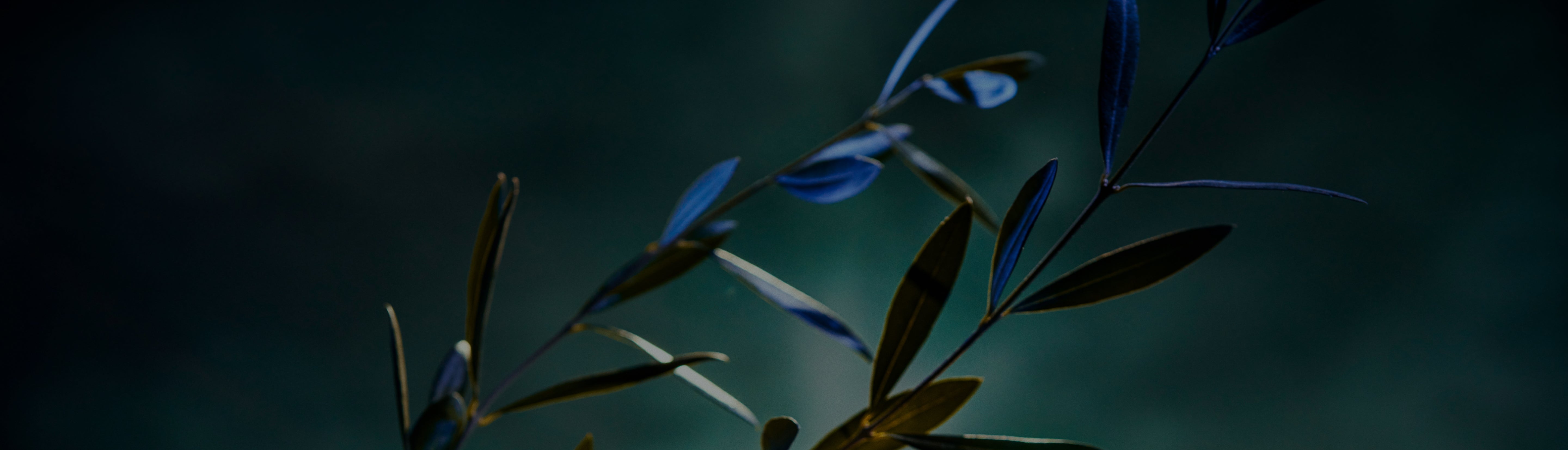 Olive branch with blurred blue and green background